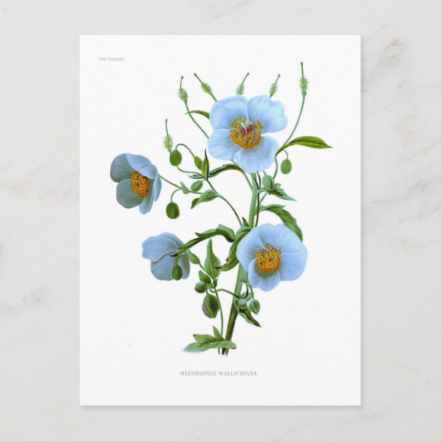 Postal Meconopsis (amapola azul) (Anverso)