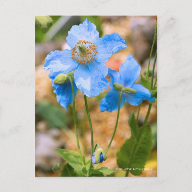Postal Meconopsis betonicifolia [Postcard] ポストカード (Anverso)