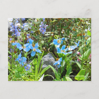 Postal Meconopsis betonicifolia [Postcard] ポ ス カ・ド