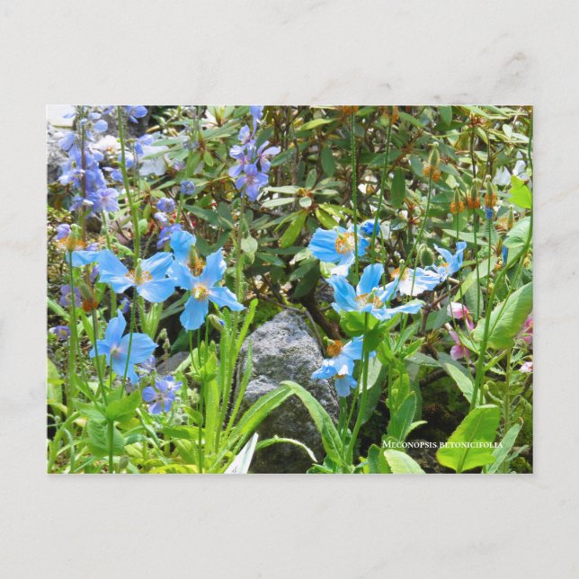 Postal Meconopsis betonicifolia [Postcard] ポ ス カ・ド (Anverso)
