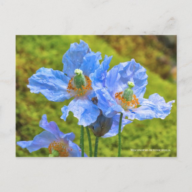 Postal Meconopsis betonicifolia [Postcard] ポ ス カ・ド (Anverso)