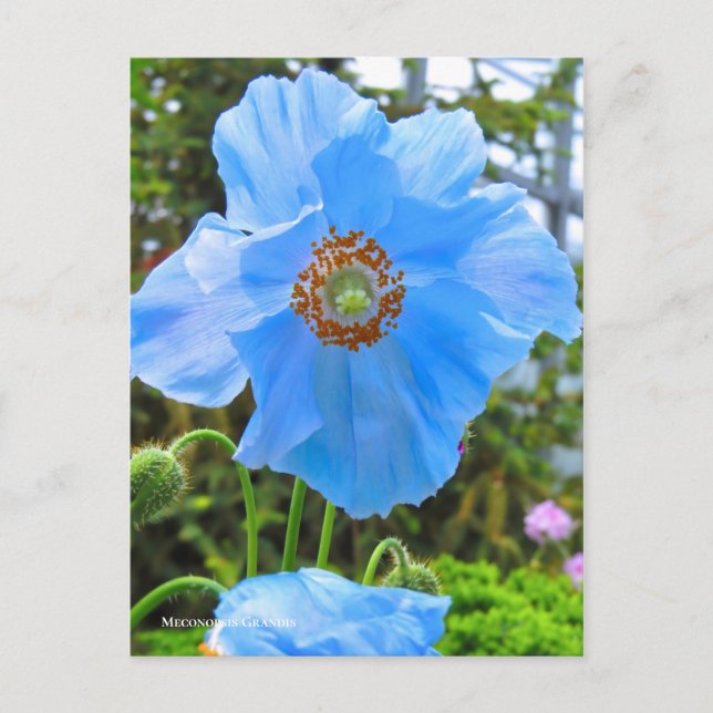 Postal Meconopsis grandis ポ カ ド (Anverso)