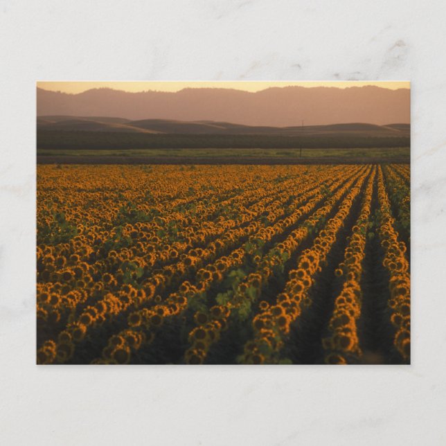 Postal MeddockPhoto_PostCard_Art (Anverso)