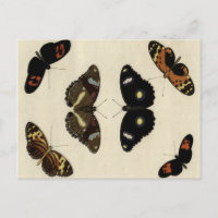 Medley de mariposa colorida sobre fondo crema