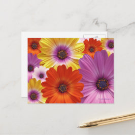Postal Medley Floral Colorido de Margaritas Africanas