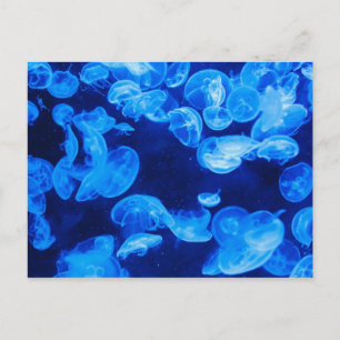Postal Medusa azul bajo el agua