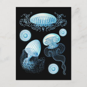 Postal Medusa de Haeckel personalizable