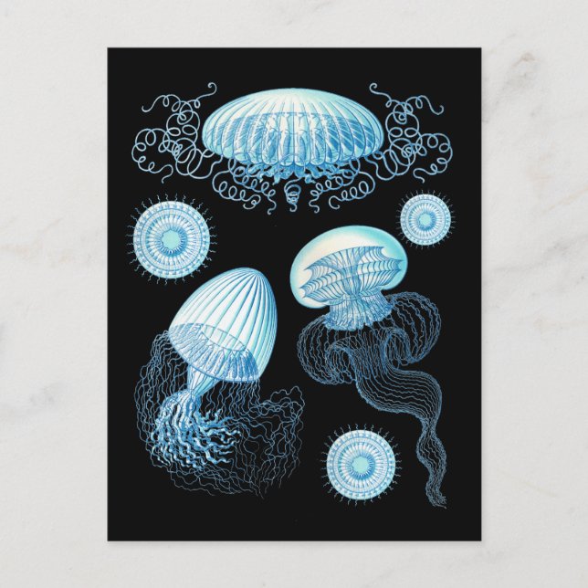 Postal Medusa de Haeckel personalizable (Anverso)
