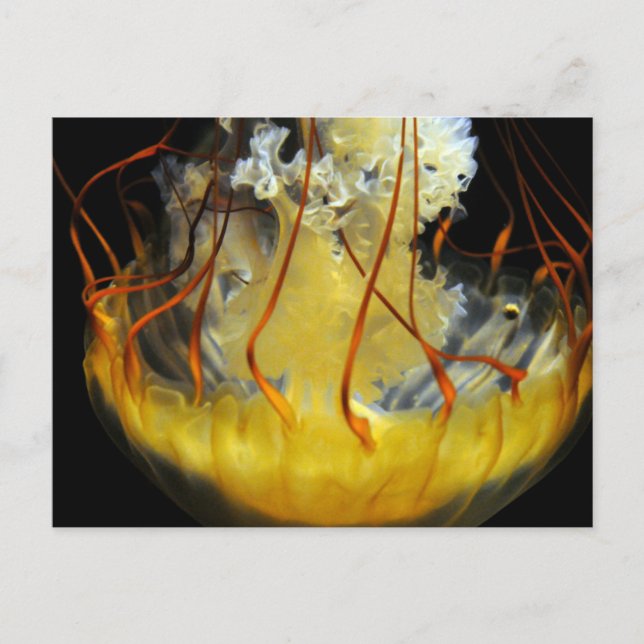 Postal Medusa Jellyfish amarillo (Anverso)
