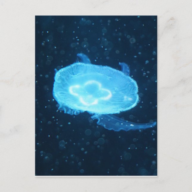 Postal Medusa nadadora azul (Anverso)