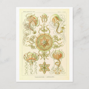 Postal Medusa Vintage de Haeckel