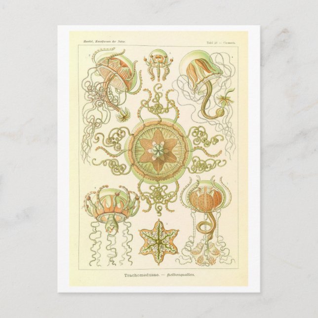Postal Medusa Vintage de Haeckel (Anverso)