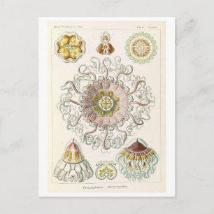 Postal Medusa vintage de Haeckel