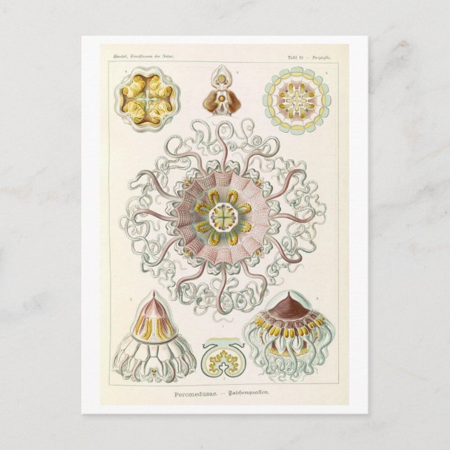 Postal Medusa vintage de Haeckel (Anverso)
