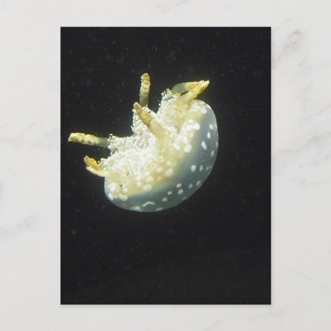 Postal Medusas (Anverso)