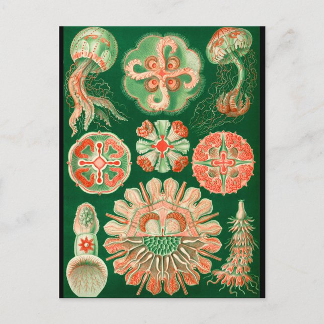 Postal Medusas (Anverso)