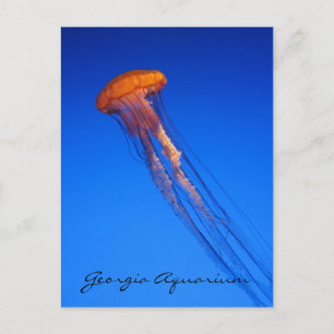 Postal Medusas del Acuario de Georgia