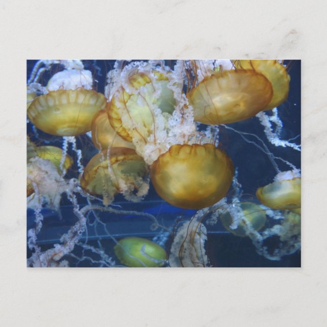 Postal Medusas en el Acuario (Anverso)