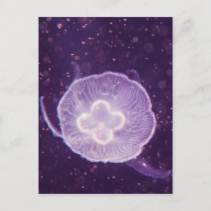 Postal Medusas nadando
