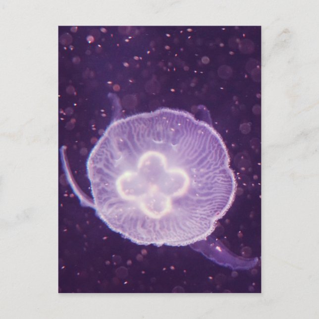 Postal Medusas nadando (Anverso)