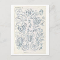 Medusas peinadas vintage de Haeckel