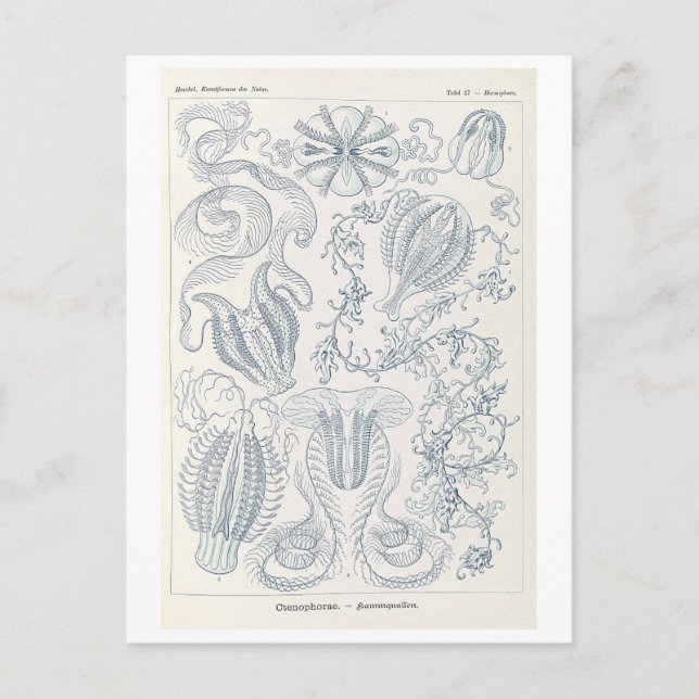 Postal Medusas peinadas vintage de Haeckel (Anverso)
