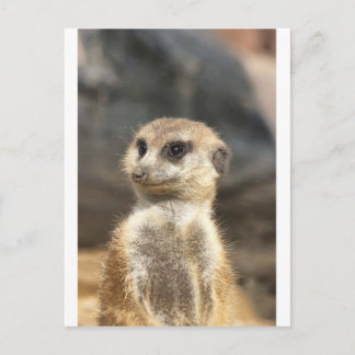 Postal Meercat