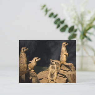 Postal Meercat