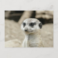 Meerkat