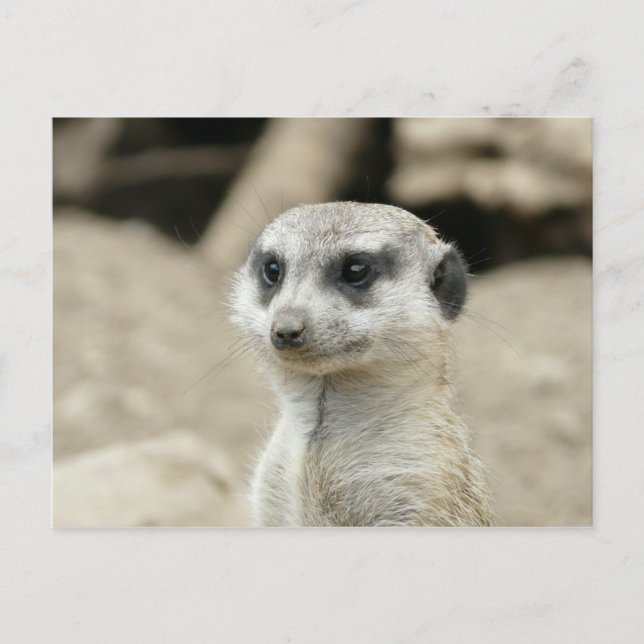Postal Meerkat (Anverso)