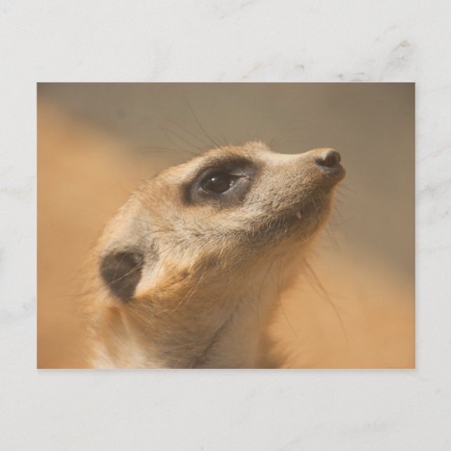 Postal Meerkat (Anverso)