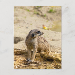 Postal Meerkat