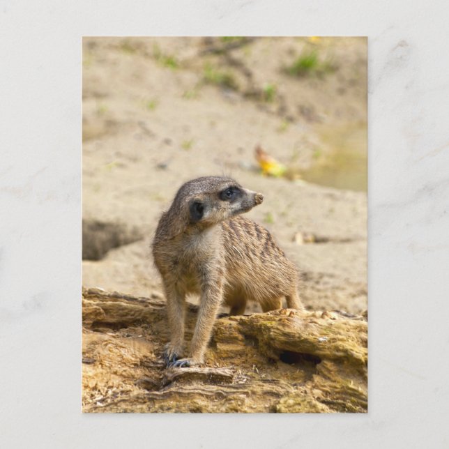 Postal Meerkat (Anverso)