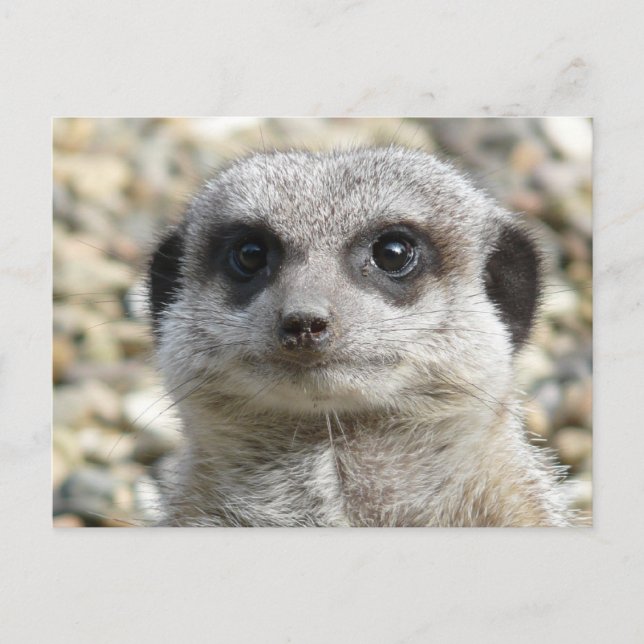 Postal Meerkat (Anverso)