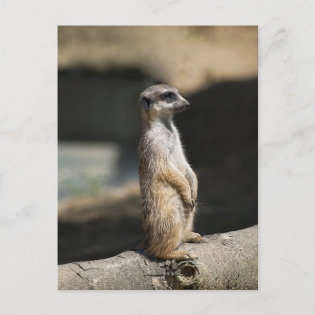 Postal Meerkat (Anverso)