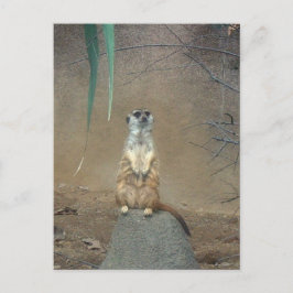 Postal Meerkat
