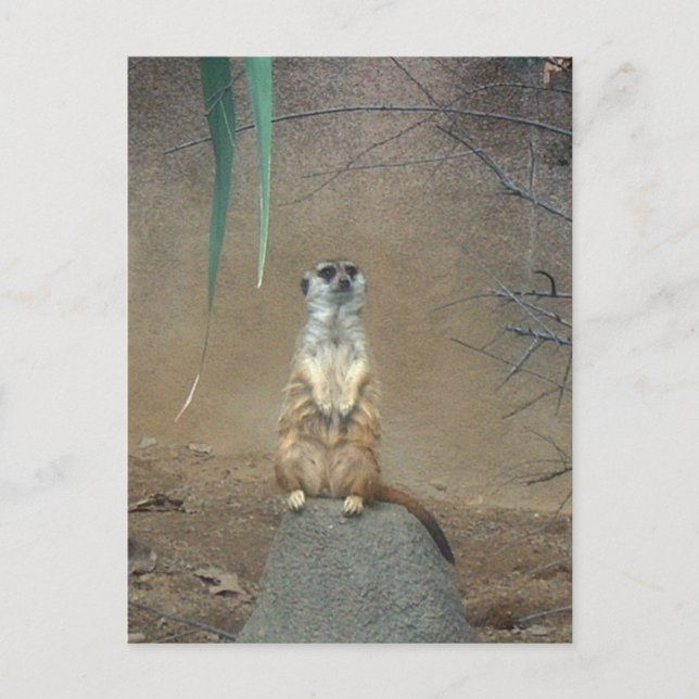 Postal Meerkat (Anverso)