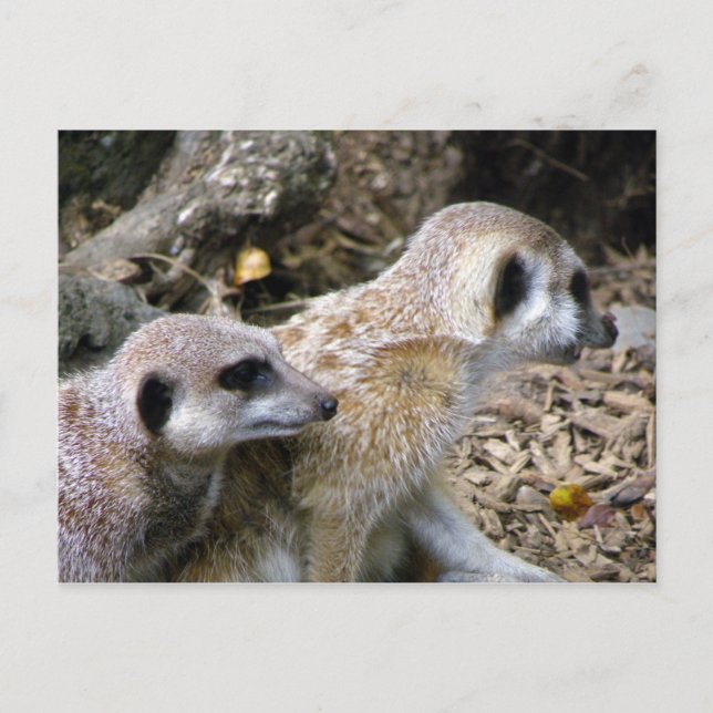 Postal Meerkat (Anverso)