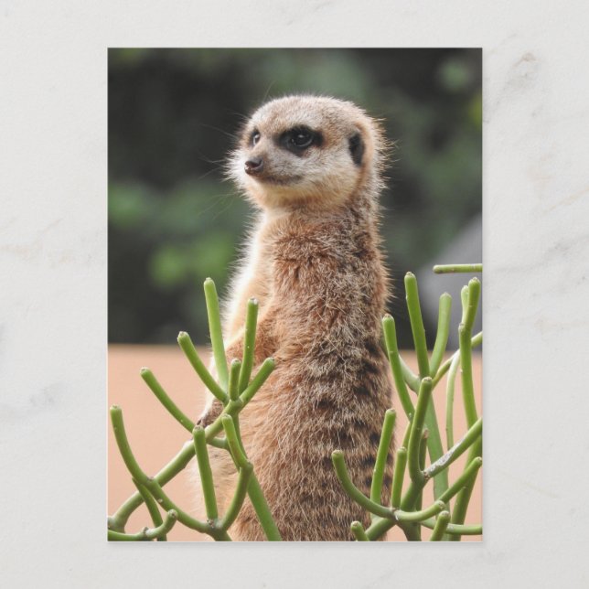 Postal Meerkat (Anverso)