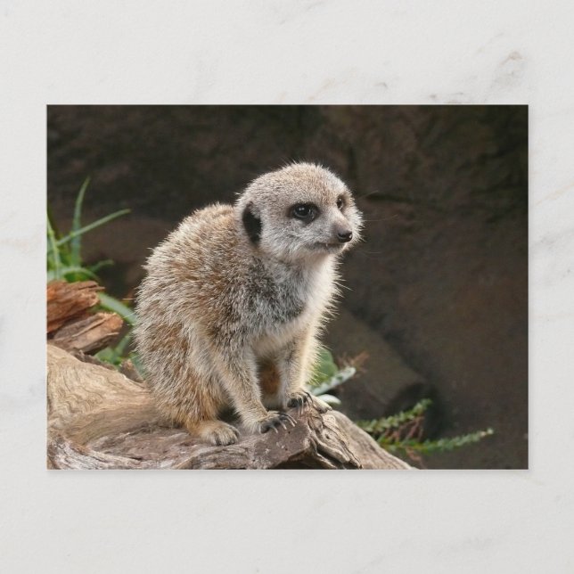 Postal Meerkat (Anverso)