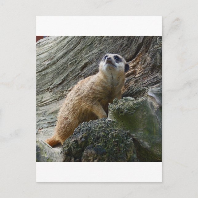 Postal Meerkat (Anverso)