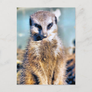 POSTAL MEERKAT
