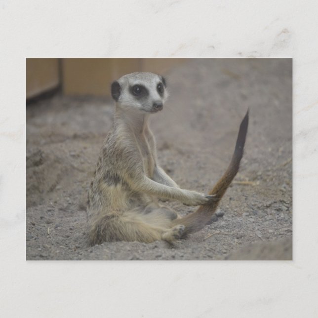 Postal Meerkat (Anverso)