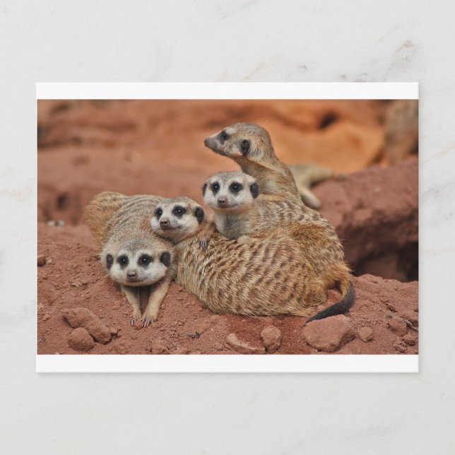 Postal Meerkat (Anverso)