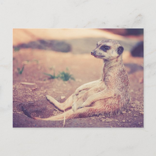 Postal Meerkat (Anverso)