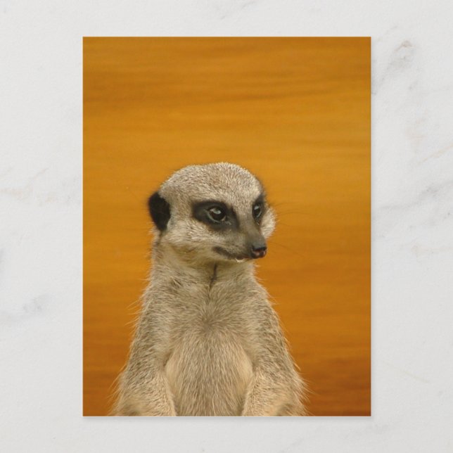 Postal Meerkat (Anverso)