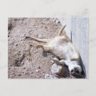 Postal Meerkat (004)