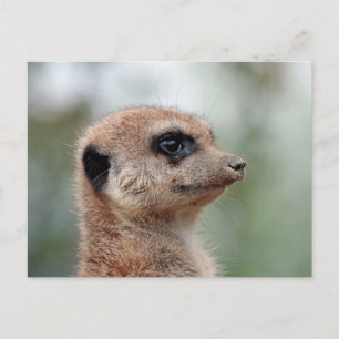 Postal Meerkat 180