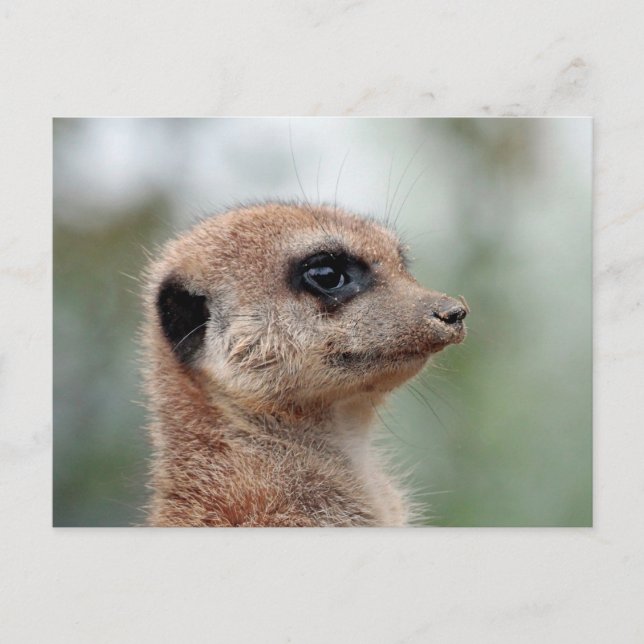 Postal Meerkat 180 (Anverso)