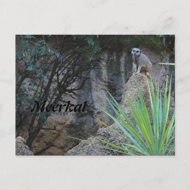 Postal Meerkat # 2 (Anverso)